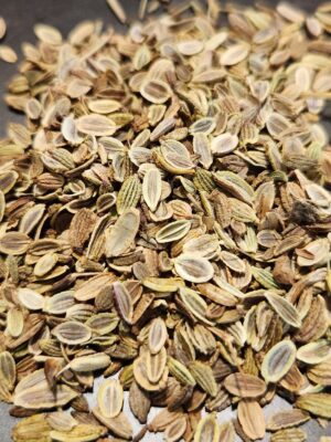 Fangfeng (Saposhnikovia divaricata) SEEDS