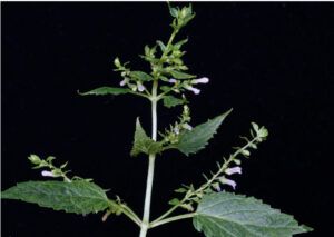 Skullcap (Scutellaria lateriflora) SEEDS