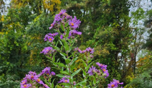 New England Aster (Symphyotrichum novae-angliae) SEEDS