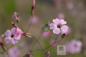 Vaccaria Segetalis 1