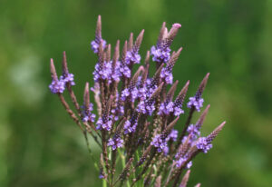 Blue Vervain (Verbena hastata) SEEDS