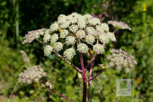 Wild Baizhi Flower Lingshan