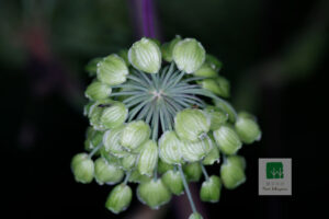 Dahurica Angelica (Angelica dahurica) SEEDS