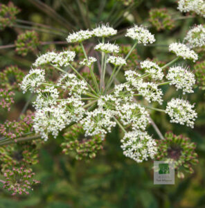 Baizhi Flower