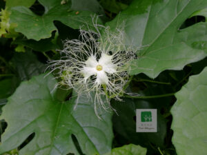 Gualou Flower