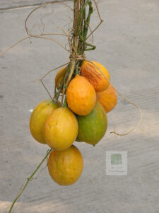Gualou Fruit