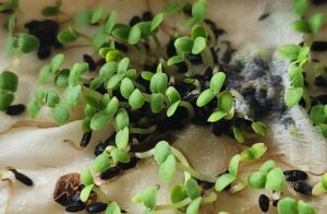 Seeds
