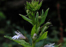 Lobelia (Lobelia inflata) SEEDS