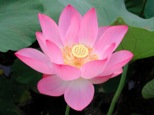 Lotus (Nelumbo nucifera) SEEDS