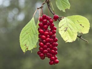 Schisandra chinensis