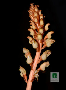 Tianma Flower