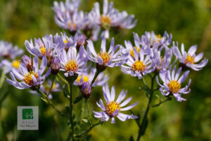 Wild Flowers Lingshan