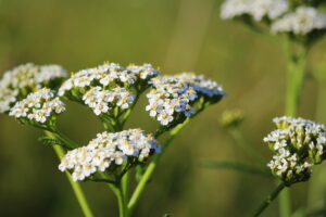 Achillea millefolium, known commonly as yarrow. Wildflower