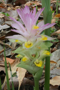 Yujin Flower