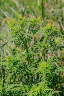 ragweed