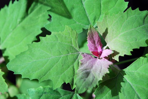 garden leaves weeds