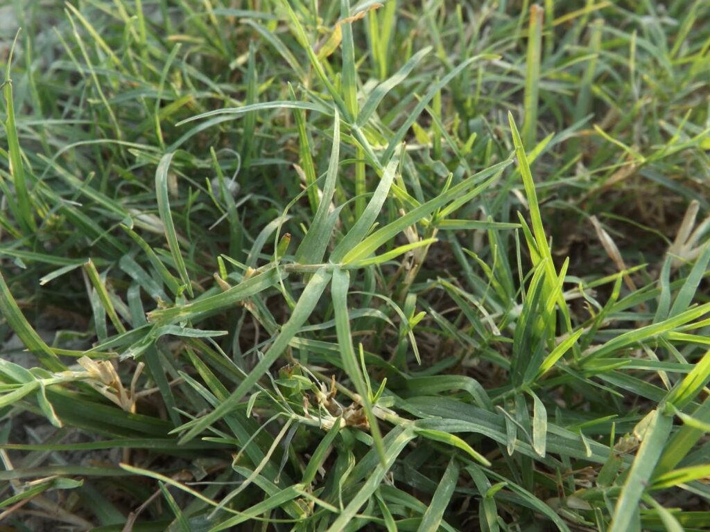 grass