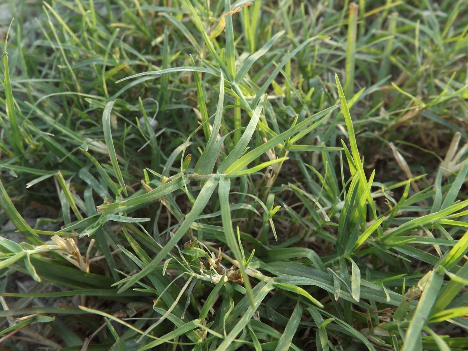 grass