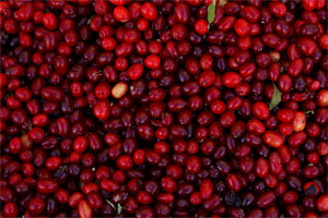 Cranberry