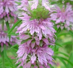 Lemon Bergamot (Monarda citriodora) 100 seeds