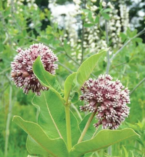Milkweed, Common (Asclepius syriaca) 50 seeds
