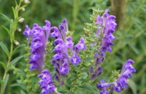 Skullcap, Baikal  (Scutellaria baicalensis) 30 seeds