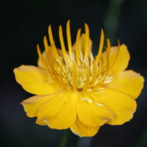 Group logo of Growing Medicinal Plants